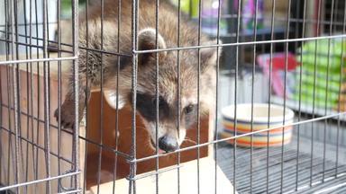 好奇的浣熊小笼子里宠物市场可爱的浣熊坐着木盒子小笼子里圈养查图恰克市场曼谷泰国